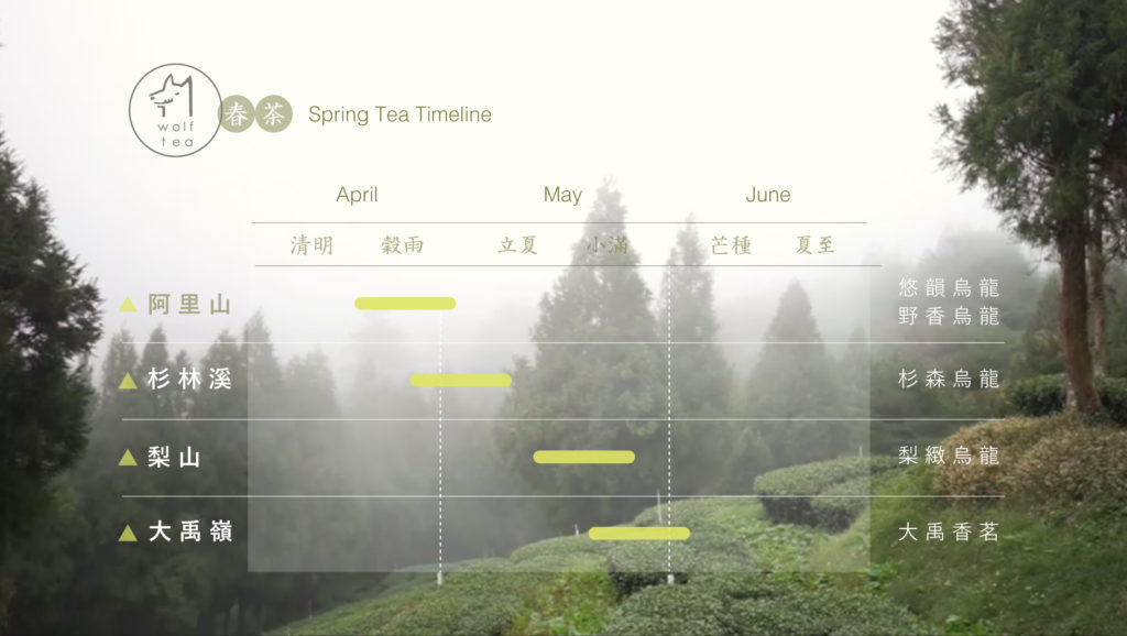 春茶採收時間